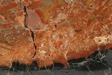 Polished Petrified Wood (Araucarioxylon) - Arizona #284311-1